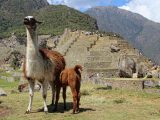 Inca Trail to Machu Picchu – Private Service 5D / 4N